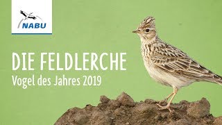 Die Feldlerche  Vogel des Jahres 2019 [upl. by Yulma703]