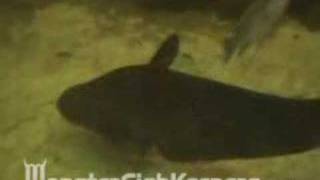 15000 Gallon Tank Video Series 2  15 Monsterfishkeepers [upl. by Bearnard]