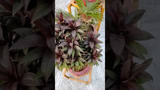 Morning YouTube NatGeo shorts subscribe kuldeepbadgujar up trending pb hm ap nature new [upl. by Nelram]