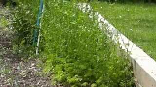 Mon jardin bio  My organic garden [upl. by Meli]