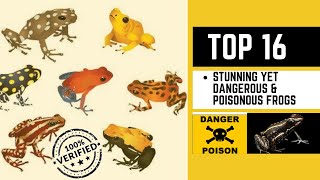 Top 16 Stunning yet Dangerous amp Poisonous Frogs [upl. by Florencia]