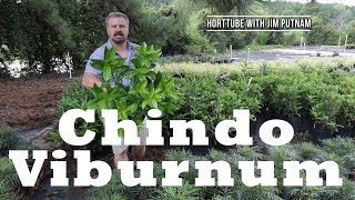 Chindo Viburnum in 2 Minutes  Great Border Plant [upl. by Lamhaj985]