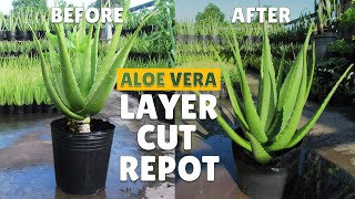 How To Layer Cut and Repot Big Aloe Vera Plant [upl. by Zoltai]