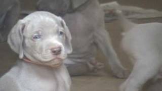 Weimaraner Puppies 1st Time Outside [upl. by Collyer]