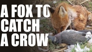 Decoying crows with a fox [upl. by Halfdan]