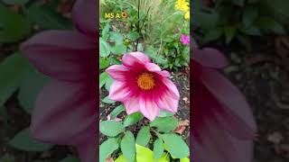 Dahlia coccinea  Red Dahlia Plants flowergarden plants nature beautiful shorts [upl. by Sol82]