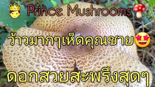 ดวงเฮงมากๆ🥳 เจอquotเห็ดคุณชายquotที่ดอกสวยสะพรึงสุดๆ แต่ๆ🤣เห็ดป่ากินได้ mushroom เปิดการมองเห็น [upl. by Reseta]