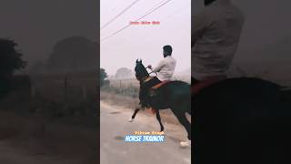 Horse Training horse horsetraining viralvideo marwadi trending shorts singh love pets [upl. by Euqinor83]