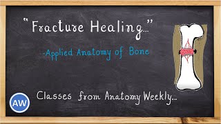 Bones  Fracture Healing Applied Anatomy  Classes from Anatomy Weekly  Anatomy Weekly Ep  12 [upl. by Herr]