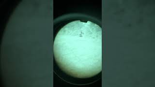 TNVC’s DTNVG Gen 3 L3 Unfilmed White Phosphorus [upl. by Engelbert]