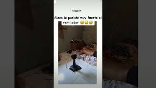 Le puso muy fuerte el ventilador Alexa 🤑 memes shors humor alexameme ventiladores humor [upl. by Ayifas836]