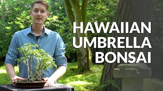 Hawaiian umbrella Bonsai care Schefflera [upl. by Ehctav]