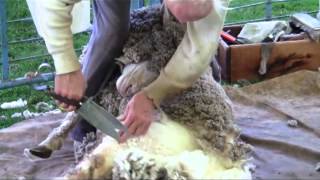 SheepShearing Song  Michiko amp Jamie Duet [upl. by Nitsirhc921]