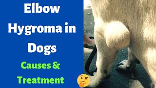 How to Treat Elbow Hygroma in Dogs Causes of Elbow Hygroma in Dogs [upl. by Nnoved]