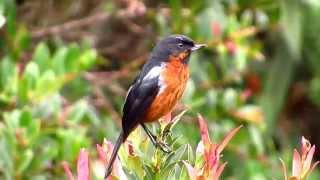 Blackthroated Flowerpiercer Diglossa brunneiventris Páramo de Frontino Urrao Antioquia [upl. by Malo]