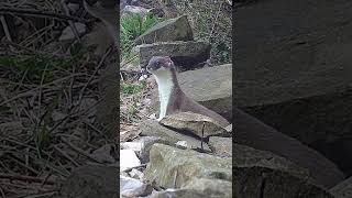 Stoat Problems When you cant fit your food in the larder [upl. by Ainslie]