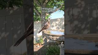 A Grackle visits the birdbath for a drink [upl. by Sloatman141]