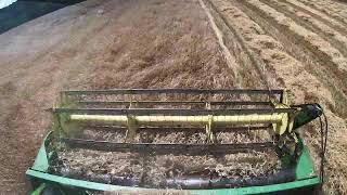 Combining Triticale Livestream [upl. by Attoynek]