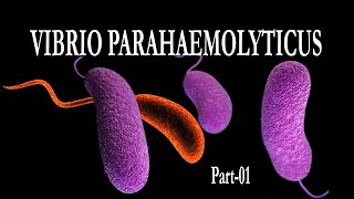 Vibrio parahaemolyticus Morphology Pathogenicity amp Its Control [upl. by Eneleahs786]