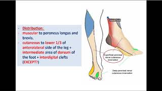 Common Peroneal and Tibial nerves  Dr Ahmed Farid [upl. by Jarid]