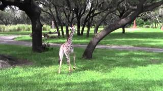 Disneys Animal Kingdom Kilimanjaro Safaris 2013 [upl. by Osmo]