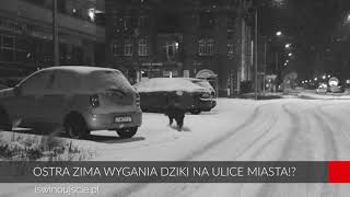 Ostra zima wygania dziki na ulice miasta [upl. by Leola917]