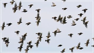 Murmurations of Starlings  Common Starling Flock [upl. by Koehler]