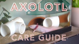 AXOLOTL CARE GUIDE how to care for an axolotl for beginners [upl. by Voe470]