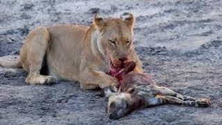 Brutal fight lion kill hyena will shock you [upl. by Eikkin]