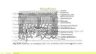 Anatomical adaptations in Xerophytes [upl. by Ardnaik]