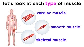 Types of Tissue Part 3 Muscle Tissue [upl. by Ellora]