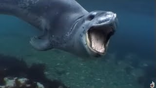 Leopard Seals Lords of the Ice  Documentary [upl. by Annanhoj]