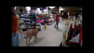 Boerboels in Large Store in Colorado [upl. by Nolat]