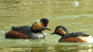 Schwarzhalstaucher  Blacknecked grebe  Podiceps nigricollis [upl. by Ogir]