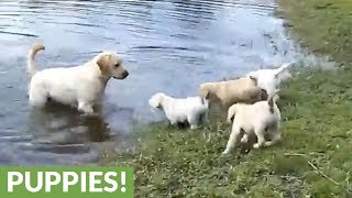 Labrador father teaches his puppies to swim [upl. by Nahshon]