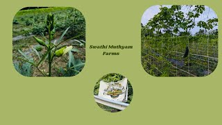 Swathi Muthyam Farms Ashburn Virginia Fresh vegetables available [upl. by Immat]