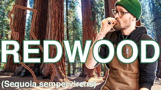 California coastal REDWOOD  Sequoia sempervirens  My FAVOURITE acoustic guitar top tonewood [upl. by Enirehtacyram]