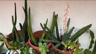 My Gasteria Plant [upl. by Hartzell]