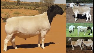 EN YÜKSEK ET VERİMLİ 6 KOYUN IRKI  ETÇİ KOYUN IRKLARI TOP 6 SHEEP BREEDS SHEEP BREEDS SHEEP VIDEOS [upl. by Luapsemaj]