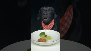 Labrador is unfamiliar with fasting skills Cute pet debut plan Oh my god it smells so good [upl. by Geanine]