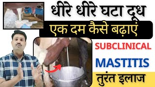 धीरे धीरे घटा दूध एक दम कैसे बढ़ाएं 👌🏽Cow Buffalo Doodh Badhane ka tarika👉🏻 subclinical mastitis tre [upl. by Amena]