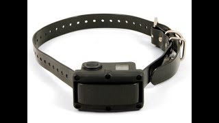 SportDOG 10R No Bark Collar Video [upl. by Ogilvy860]