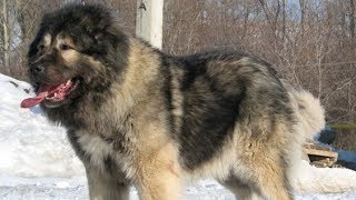 Caucasian Shepherd  The King Of Dogs [upl. by Stephania437]