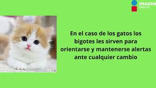 ¿Qué pasa si le corto el bigote a mi perro o gato [upl. by Reis]