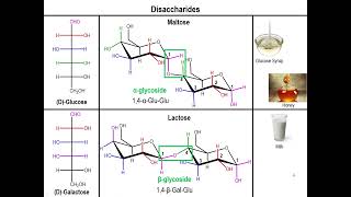 Lec10  Disaccharides and Polysaccharides [upl. by Nohsed]