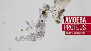 Amoeba Proteus  by Motic Europe [upl. by Shannan]