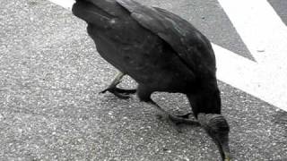 Black Vultures woofing [upl. by Melisse]