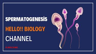 Spermatogenesis facts neet2024 malereproductivesystem humanreproduction education [upl. by Nimoynib]