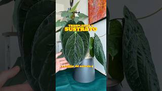 ¿El mejor sustrato para Anthuriums Trasplanto esta planta y os cuento aroid sustrato jardineria [upl. by Redneval]