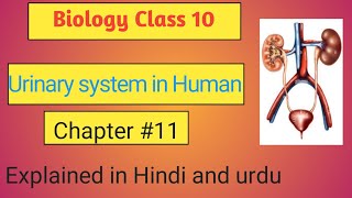 Urinary system in human Chapter 11 Biology Class 10 Explained in Hindi and urdu [upl. by Tace]